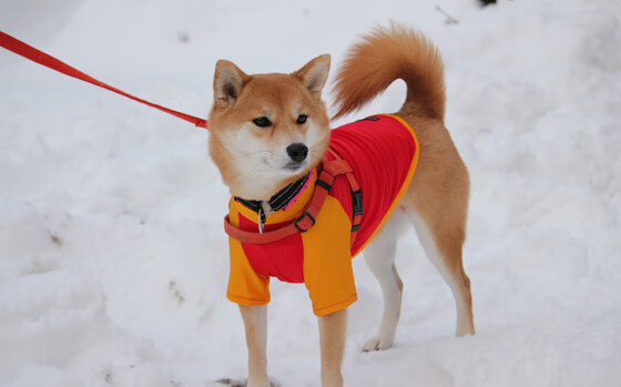 熊猫体育平台-广东队继续推进战术多样化提升临场应变能力，广东队战术讲解