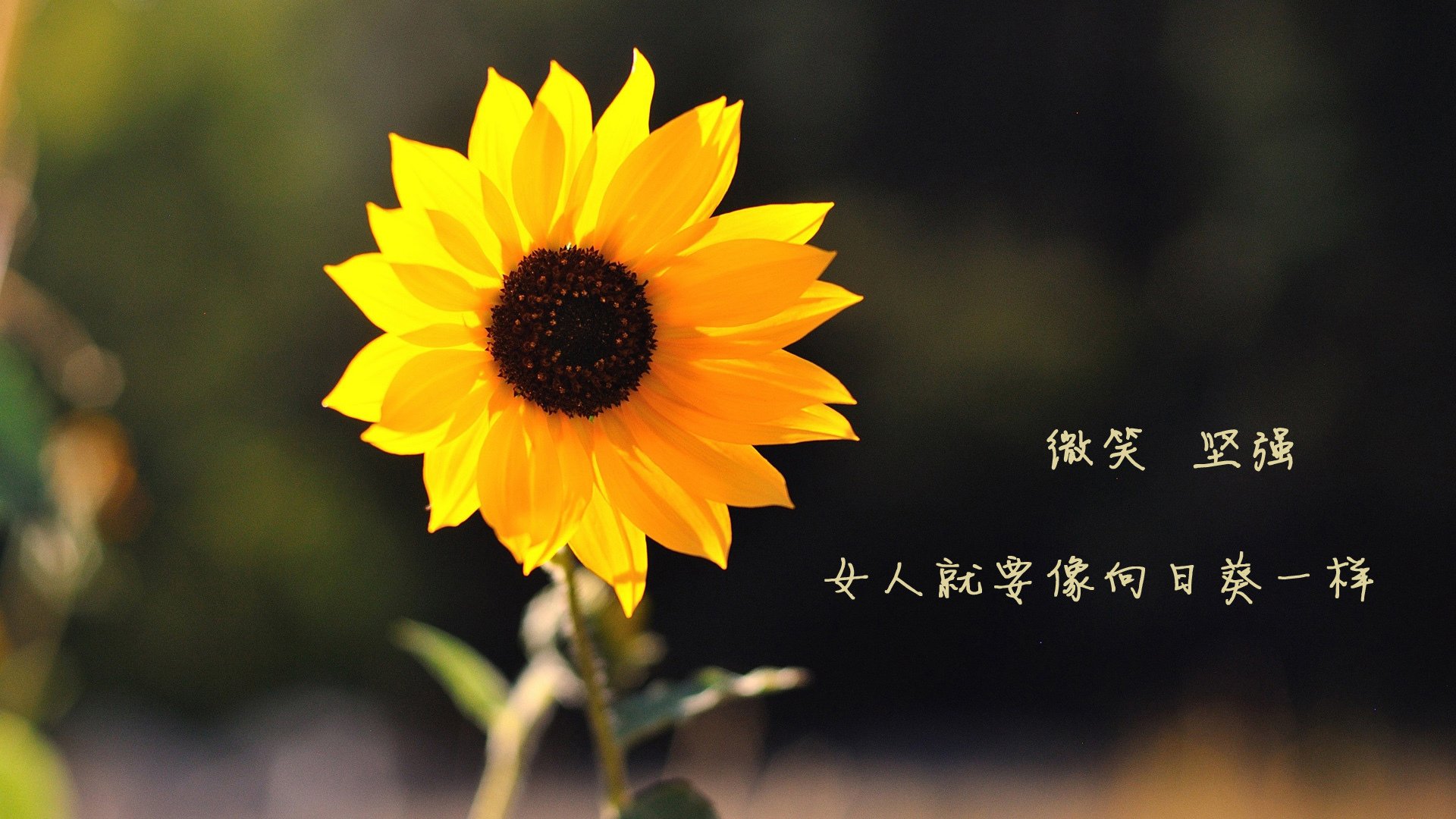 乒乓球世锦赛选手状态分析，乒乓世锦赛有几个项目