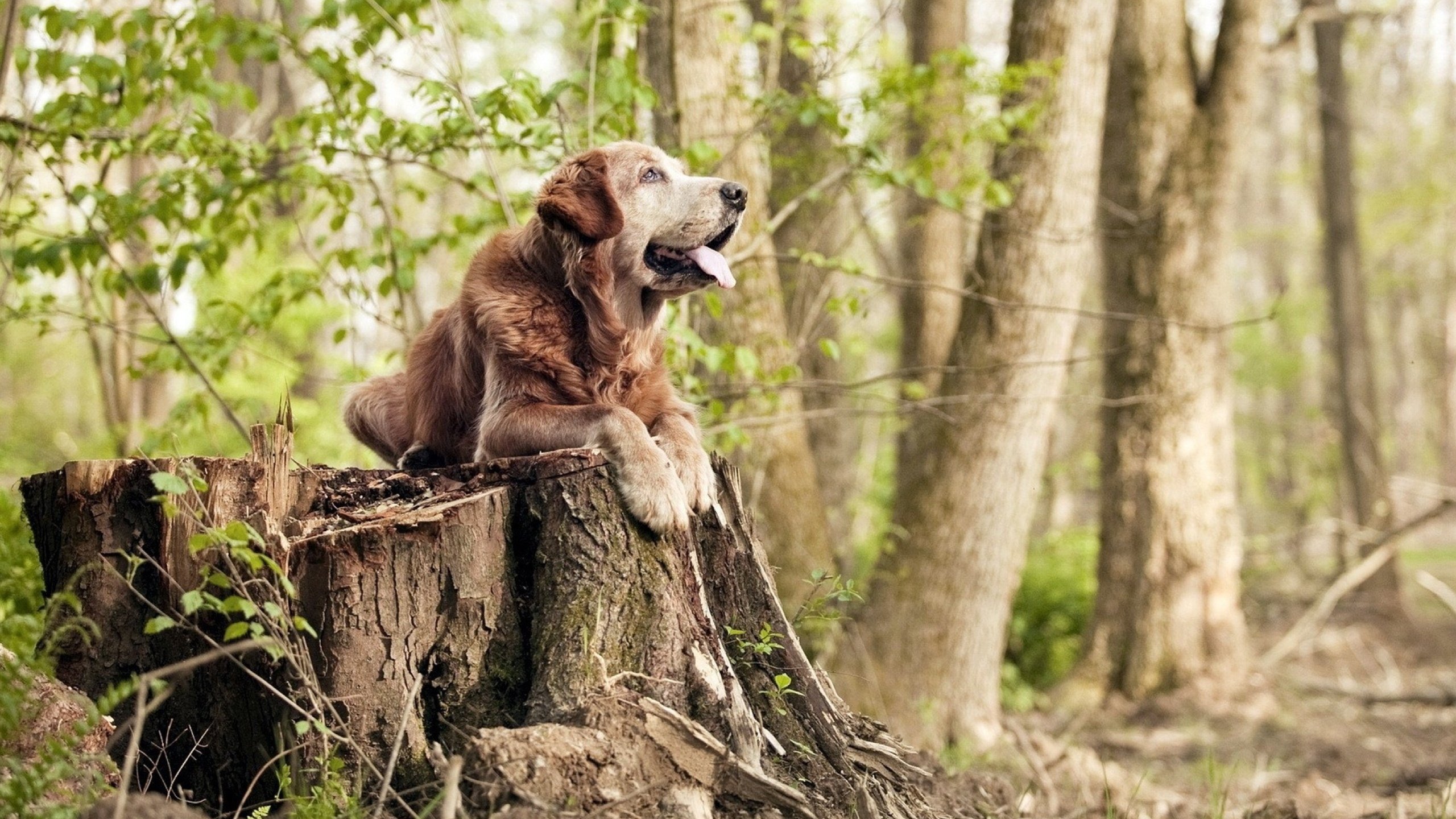 浓眉谈球员角色定位清晰提升配合效率,浓眉球队