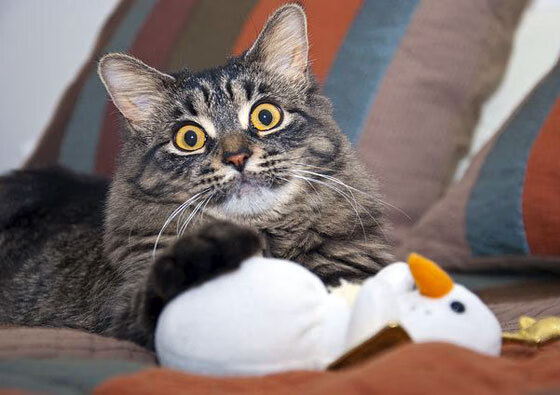 男子国家队提升攻防切换速度增强实战表现