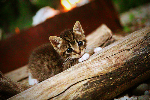 篮网赛前组织高强度热身提升实战效率,篮网公开训练合照