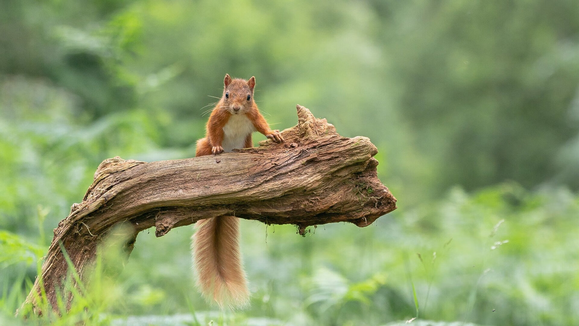 荷兰国家队在国际赛中连续取胜,士气高昂