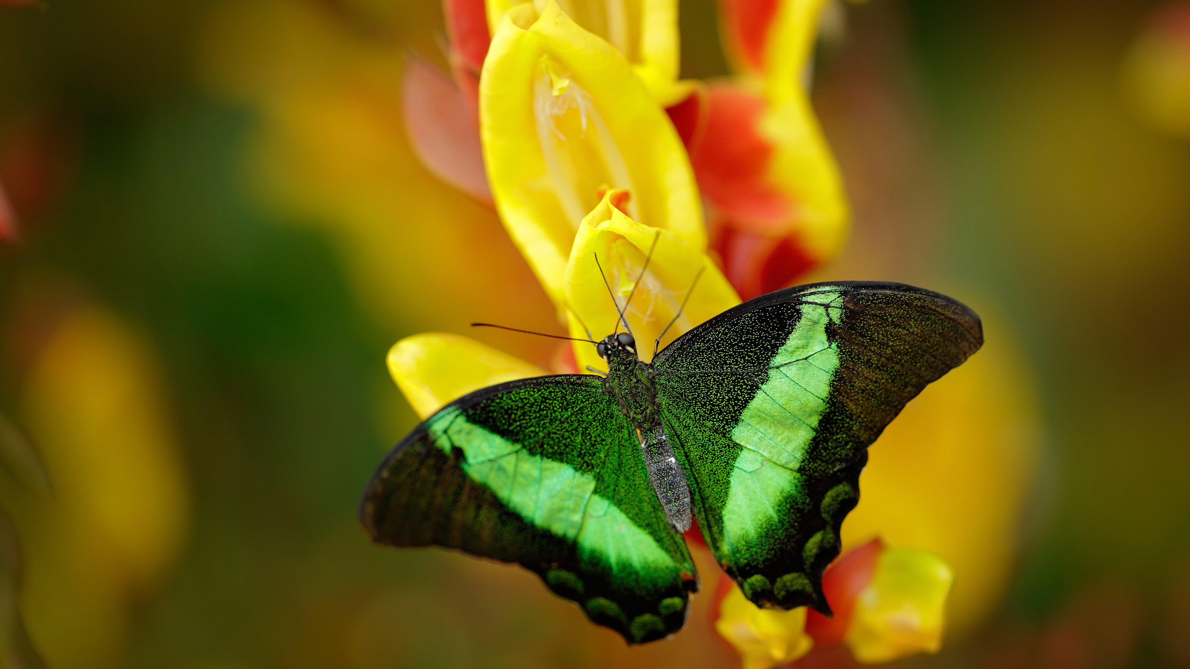 熊猫直播-菲律宾男篮在东南亚锦标赛中荣获金牌，体育运动风起云涌，菲律宾男篮落选赛