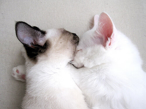 阿莱克西决赛精彩瞬间成为焦点,阿莱克西亚历代记