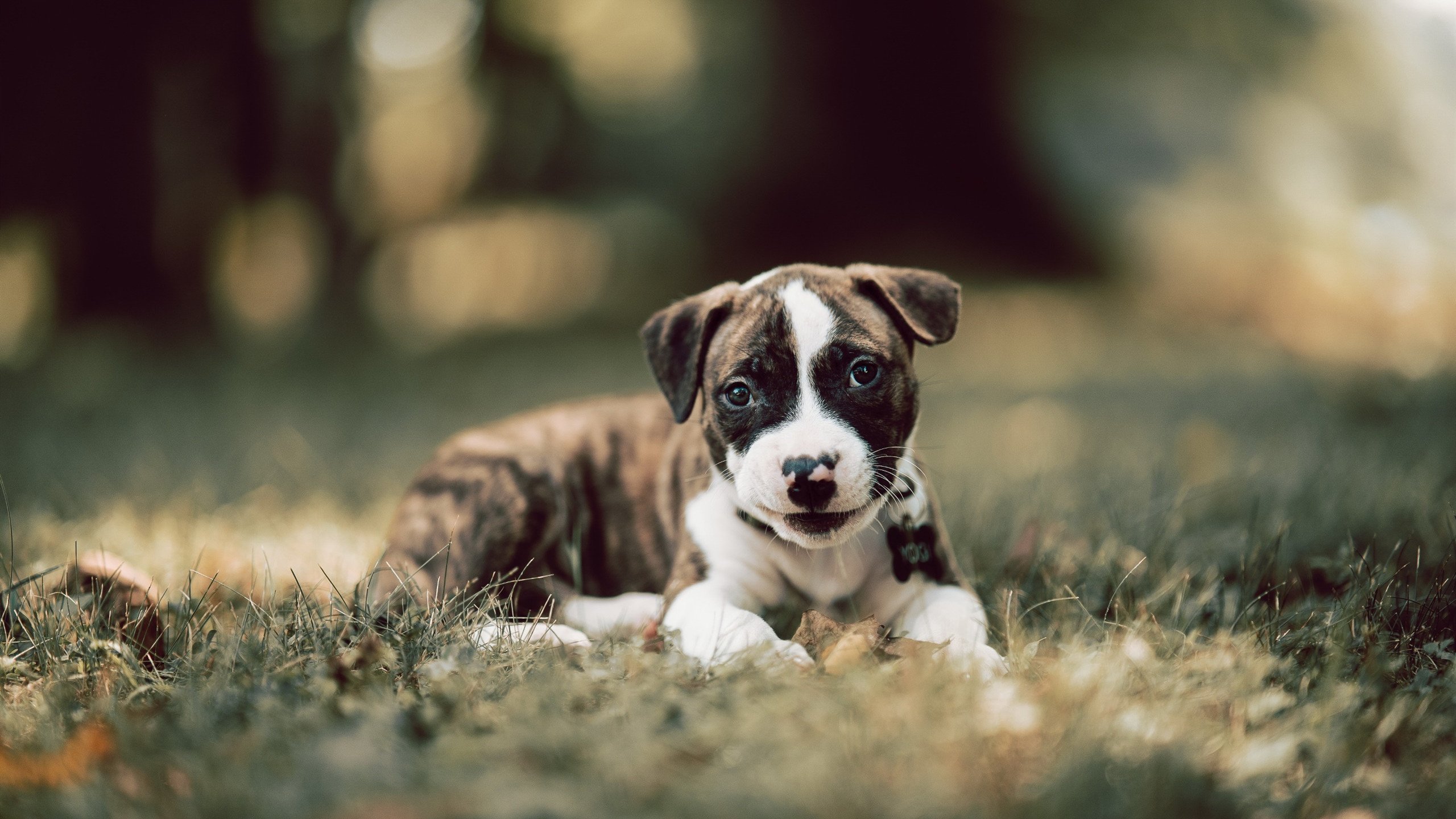 马克·阿特金森:南非队最具攻击性的边锋,实力引爆赛场,马克·阿特金斯